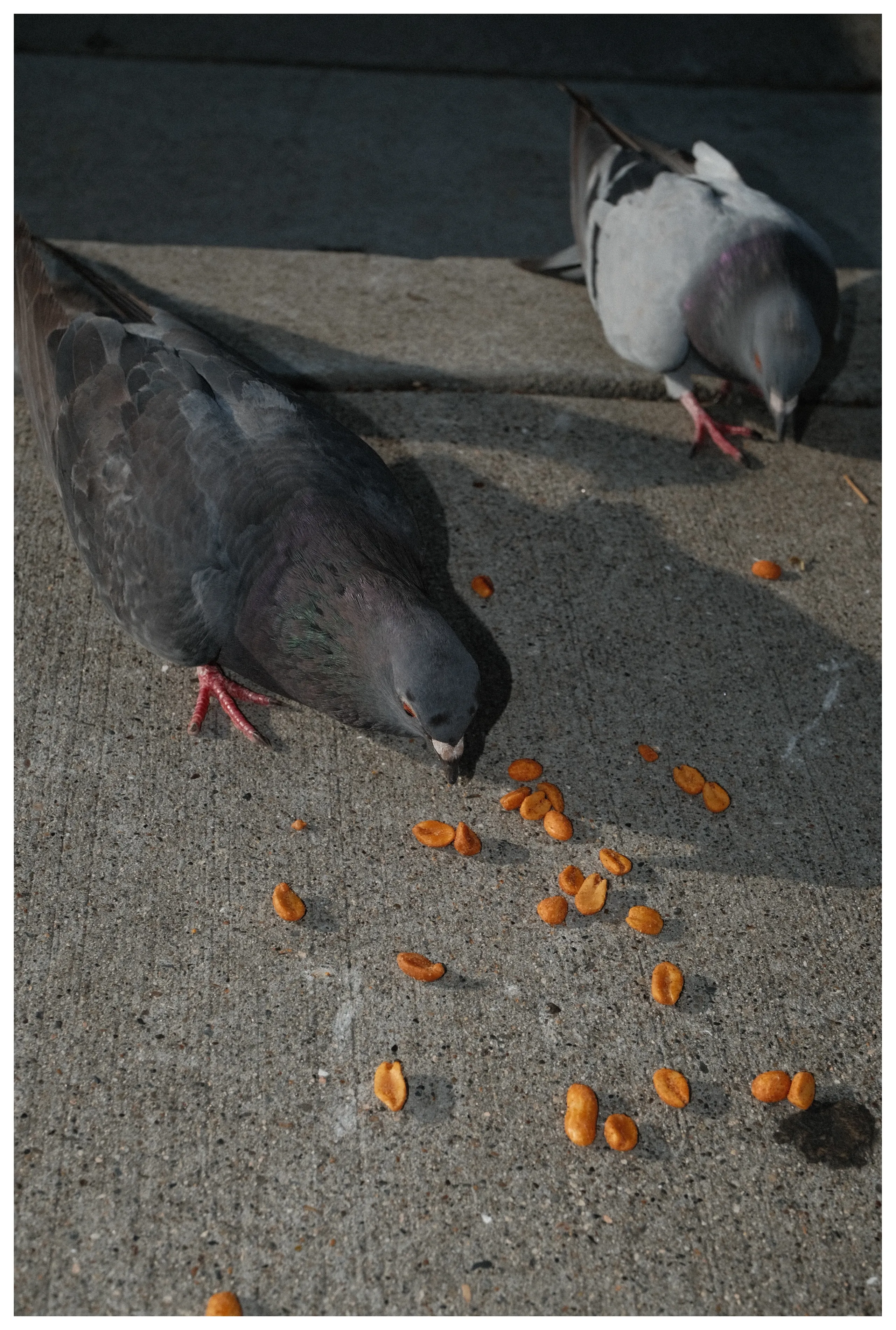 Birds snacking on some peanuts
